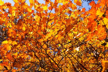 Güneşli bir günde ormandaki altın sonbahar ağaçları