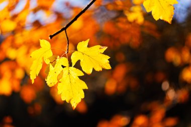 Doğal arka planda birkaç sarı yapraklı meşe dalı, sığ alan derinliğine dikkat edin.