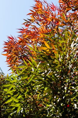 Sarı, kırmızı ve yeşil yapraklı sonbahar ağacı