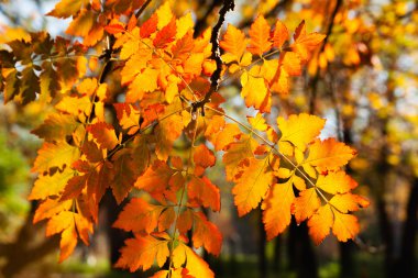 Güneşli bir sonbahar gününde portakal yapraklı dal 