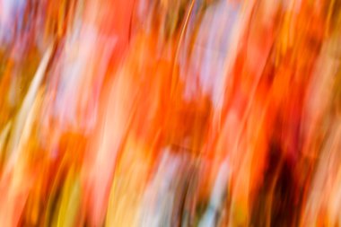 Sonbahar güneşli yaprakları, yüzde yüz bulanık.