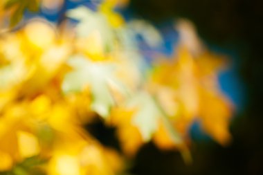 Abstract branch with goldenbrown leafs on dark natural background; blurred 100%
