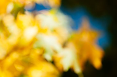 Abstract branch with goldenbrown leafs on dark natural background; blurred 100%