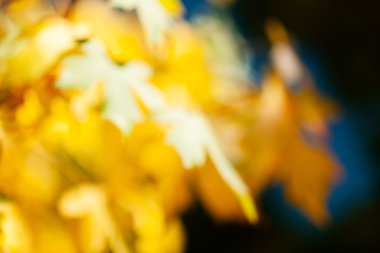 Abstract branch with goldenbrown leafs on dark natural background; blurred 100%