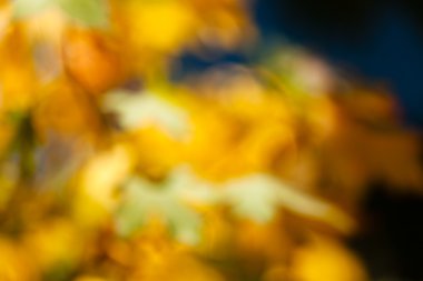 Green and goldenbrown leafs on dark natural background; blurred 100%