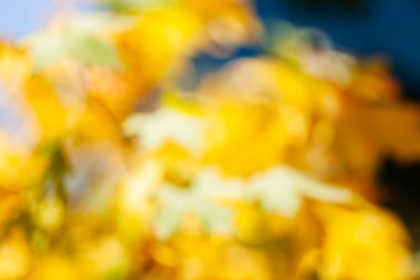 Green and goldenbrown leafs on dark natural background; blurred 100%