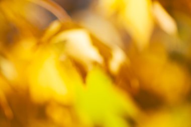 Abstract branch with yellow leafs; blurred 100%
