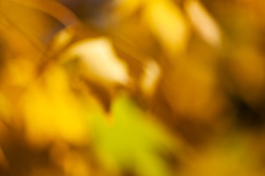 Abstract yellow and green leaves; blurred 100%