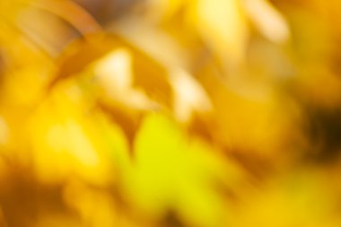 Abstract branch with yellow and green chestnut leafs; blurred 100%