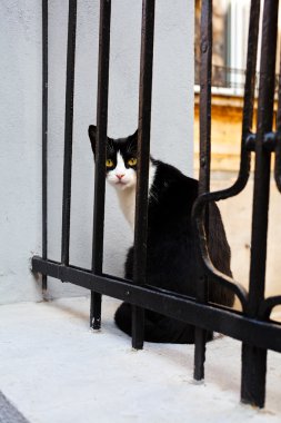 Demir parmaklıklardan bakan siyah beyaz kedi