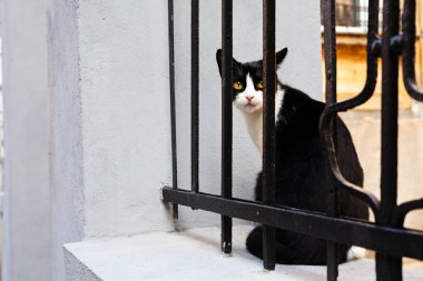 Demir çitin üzerinde oturan kedi bekliyor.