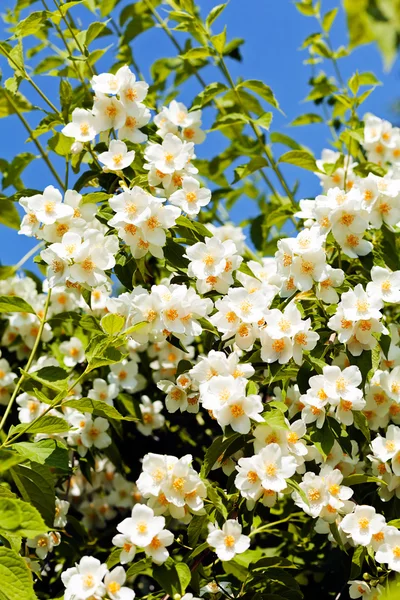 Çiçek açan yasemin çiçekleri mavi gökyüzüne karşı