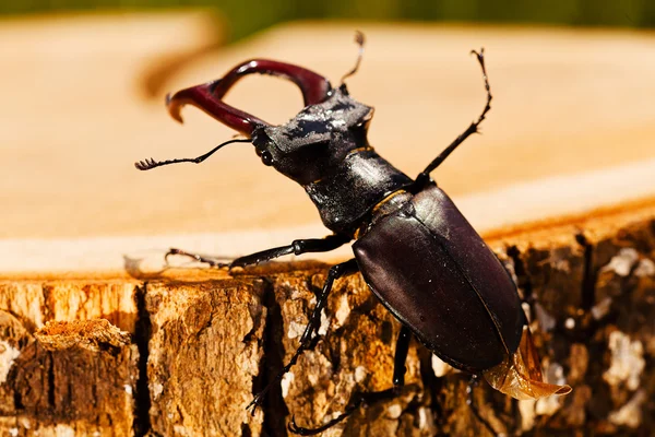Escarabajo Ciervo Está Subiendo Registro Nota Poca Profundidad Campo — Foto de Stock
