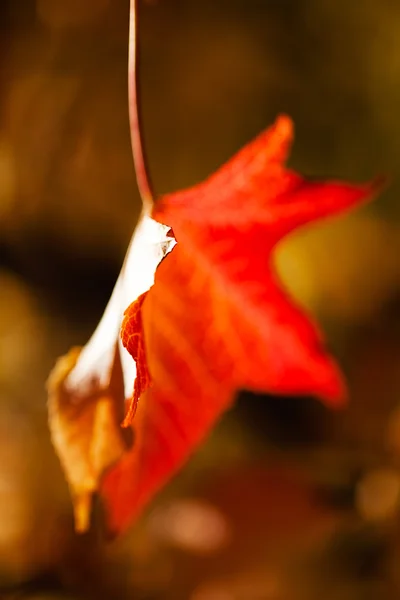 Single red leaf falling from the tree on natural background; note shallow depth of field