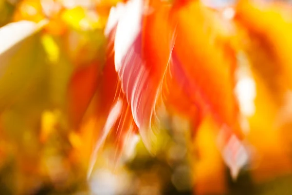 Абстрактные Красные Желтые Листья Ветру Размытые 100 — стоковое фото