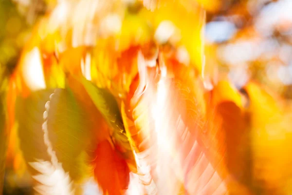 Outono Folhas Ensolaradas Borradas 100 — Fotografia de Stock
