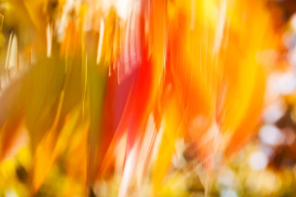 Folhas Amarelas Vermelhas Vento Desfocadas 100 — Fotografia de Stock