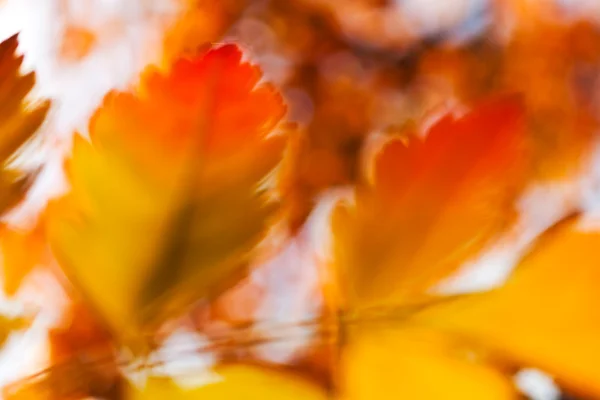 Hojas Amarillas Rojas Sobre Fondo Blanco Natural Borrosas — Foto de Stock