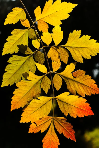 Yellow Autumn Leaves Single Branch Natural Dark Background — Stock Photo, Image