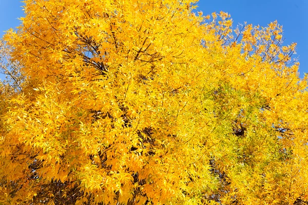 Mooie Gele Treetop Blauwe Hemelachtergrond — Stockfoto