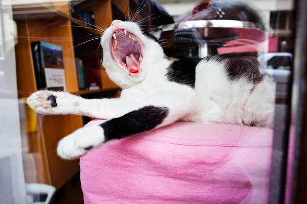 Chat Noir Blanc Bâillant Sur Canapé — Photo