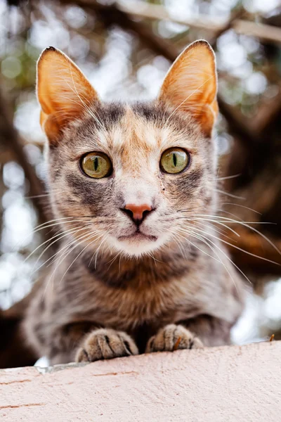 Retrato Gato Fundo Natural Observe Profundidade Rasa Campo — Fotografia de Stock