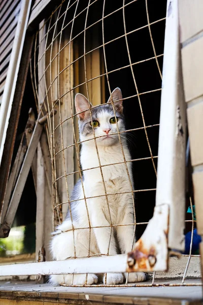 Katt Sittande Fönsterbrädan Täckt Med Stängsel — Stockfoto