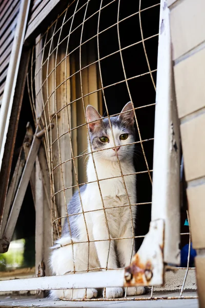 Sad Cat Windowsill Covered Wire Fence — 스톡 사진