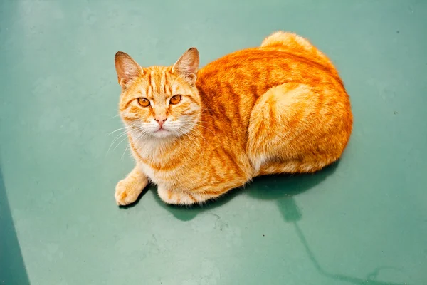 Domestic Orange Cat Laying Green Floor Looking — 스톡 사진