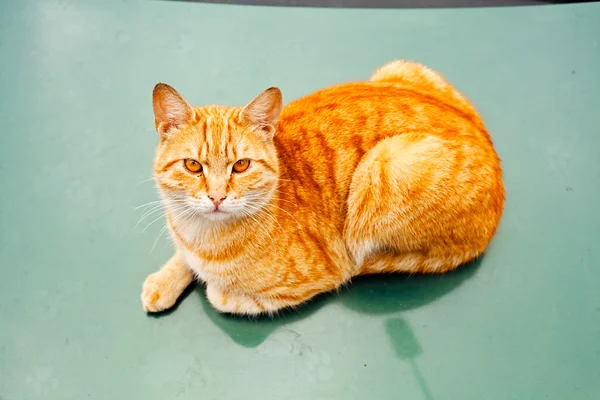 Domestic Orange Cat Laying Green Floor Looking Closer — 스톡 사진