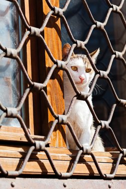 Demir çitin arkasında oturan kedi bekliyor.