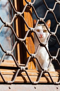 Pencerede oturan kedi, demir çitin arkasında.