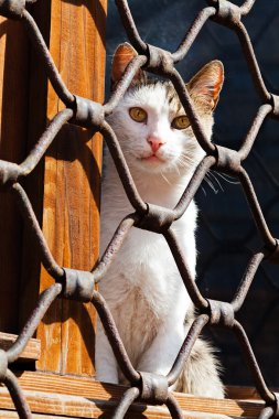 Demir çit bekleyen arkasında oturan bir kedi closeup