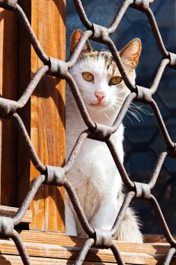 Demir çit bekleyen arkasında oturan bir kedi closeup