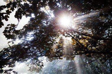 Dallardan gelen güneş ışınları