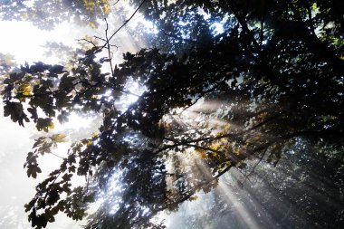 Dallardan gelen güneş ışınları