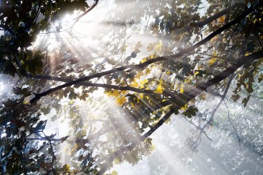 Güneşli bir sabahta ağaçların tepesinden gelen güneş ışınları.