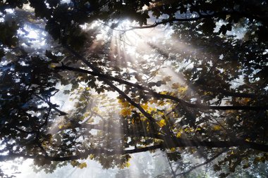 Yapraklı ağaç tepelerinden gelen güneş ışınları.