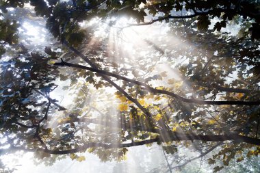 Güneş ışınları ağacın tepesinden doğuyor.