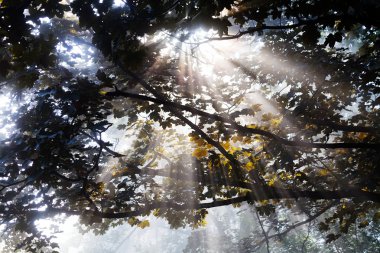Yapraklı ağaç tepelerinden gelen güneş ışınları.