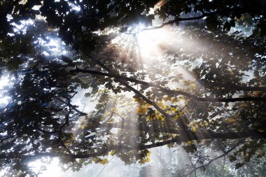 Yapraklı ağaç tepelerinden gelen güneş ışınları.