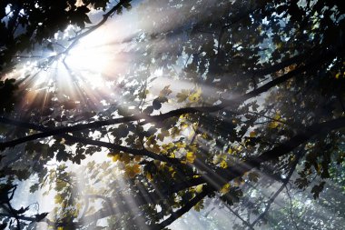 Güneş ışınları ağaçların tepesinden geliyor.