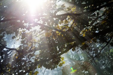 Güneşli bir sabahta ağaçların tepesinden gelen güneş ışınları.