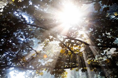 Güneşli bir sabahta ağaçların tepesinden gelen güneş ışınları.