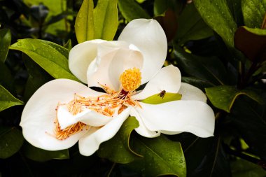 Güzel beyaz manolya çiçeğinin yakın çekimi