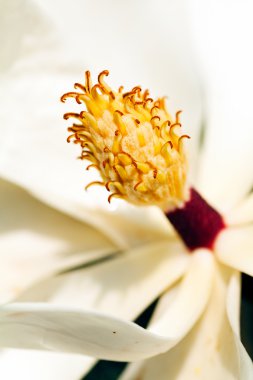 Beyaz manolya kekemeliğine dikey olarak yakın çekim