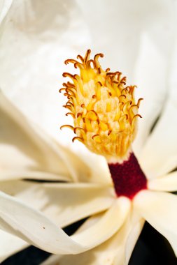 Beyaz manolya kekemeliğine dikey olarak yakın çekim