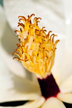 Doğal beyaz arkaplanda manolya çiçekleri; yüzeysel alan derinliğine dikkat edin