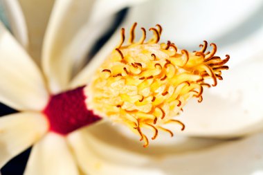 Beyaz manolya ergenlikle çiçek açar.