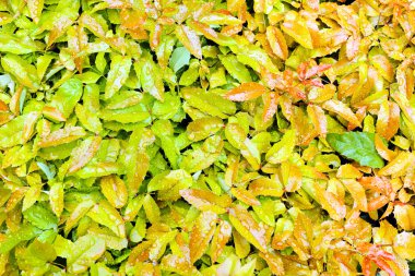 Yeşil mahonia yapraklarının üzerine yağmur damlaları konur.